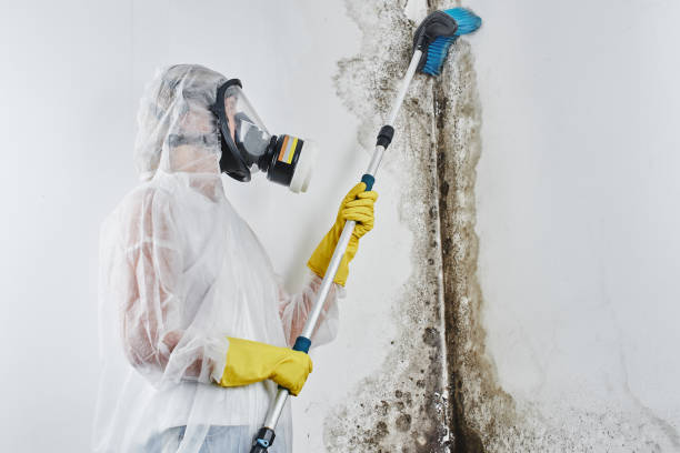 Best Mold Removal Company Near Me  in Stillwater, OK