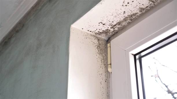 Best Emergency Mold Removal  in Stillwater, OK