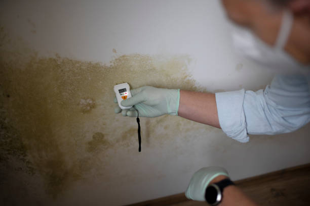 Best Mold Remediation  in Stillwater, OK