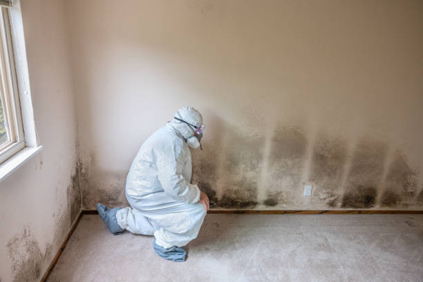 Certified Mold Removal in Stillwater, OK