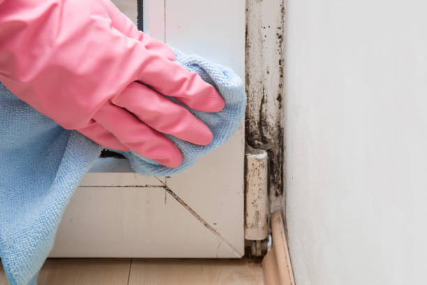 Professional Mold Removal in Stillwater, OK